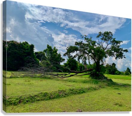 Life  and Death Canvas Print