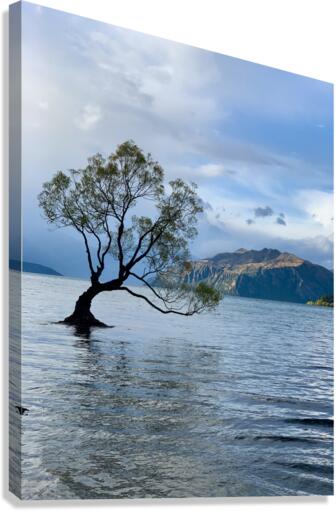 The Wanaka Tree New Zealand 2 Canvas Print