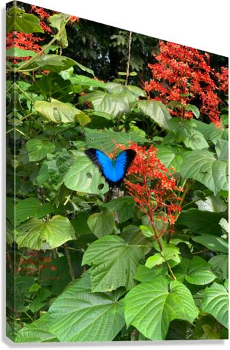 The Blue Butterfly Canvas Print