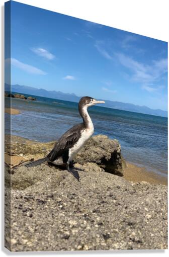 Bird Looking Straight Ahead Canvas Print