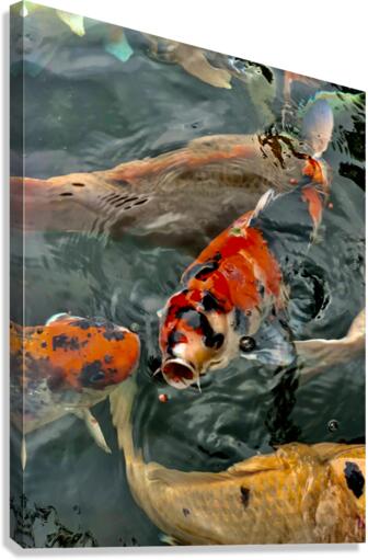 Plenty of Colorful Fish Canvas Print