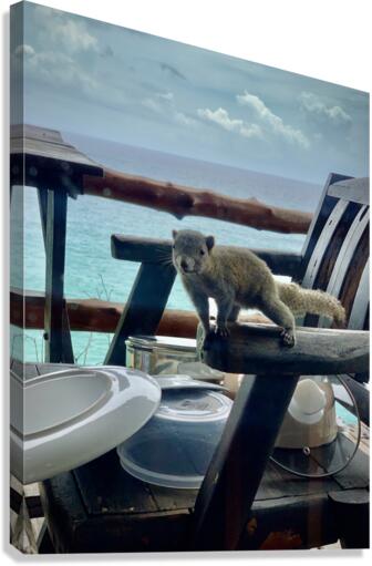 Squirrel Peaking in the House Canvas Print