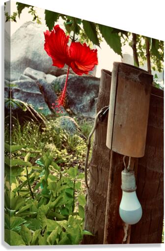 Red Flower & Homemade Lamp in Thailand  Canvas Print