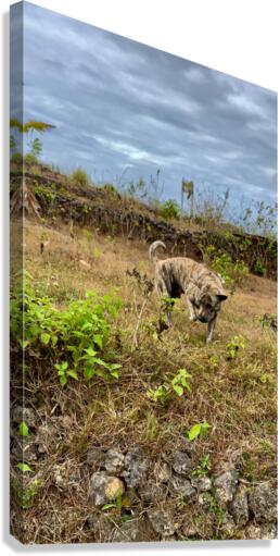 Dog in the Field Canvas Print