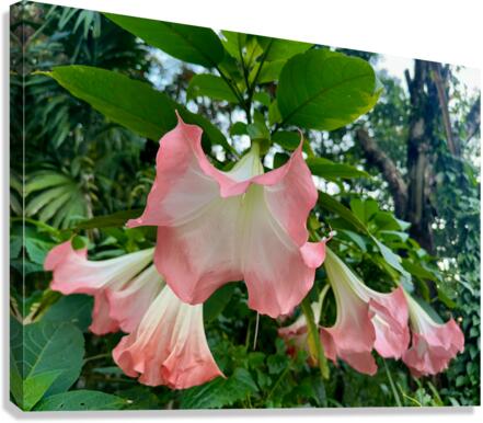 Pink Bell Flowers Canvas Print