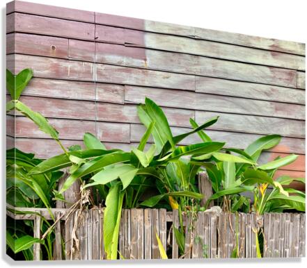Plants Growing on the Side of the House Canvas Print