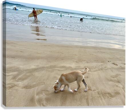 Puppy Walking on the Beach  Impression sur toile