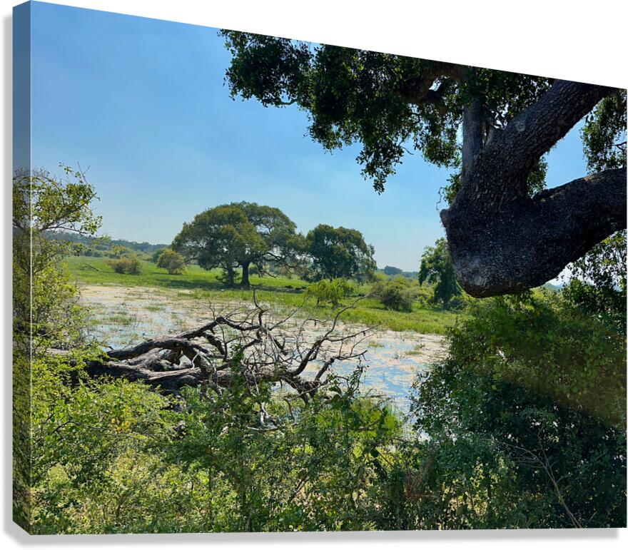 Yala National Park Sri Lanka 3  Canvas Print
