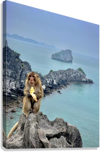 Monkey Eating a Banana Canvas Print