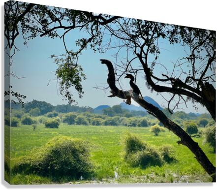 Yala National Park Sri Lanka 4 Canvas Print
