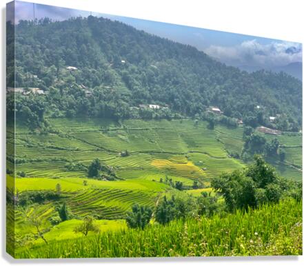 Rice Fields in Sapa 1 Canvas Print
