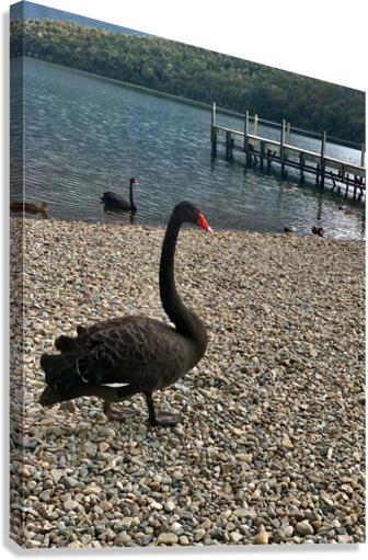 Black Swan by the Lake Canvas Print