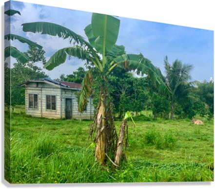 House on the Farm in the Philippines 1 Canvas Print