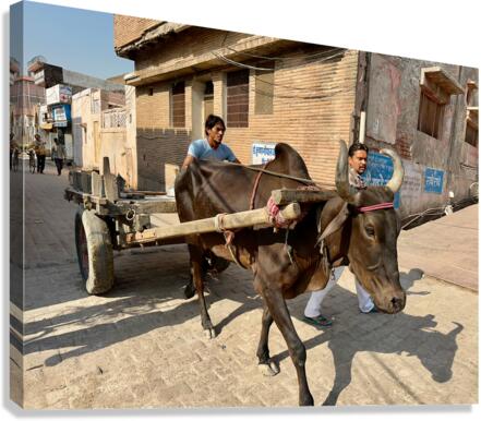 Special Delivery Canvas Print