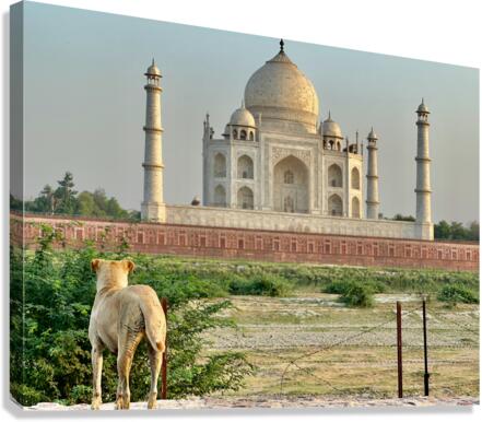 The Taj Mahal Collection 9 Canvas Print