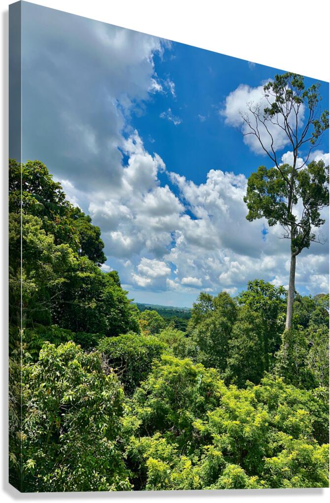 Kabili Sepilok Forest Reserve 1 Canvas Print
