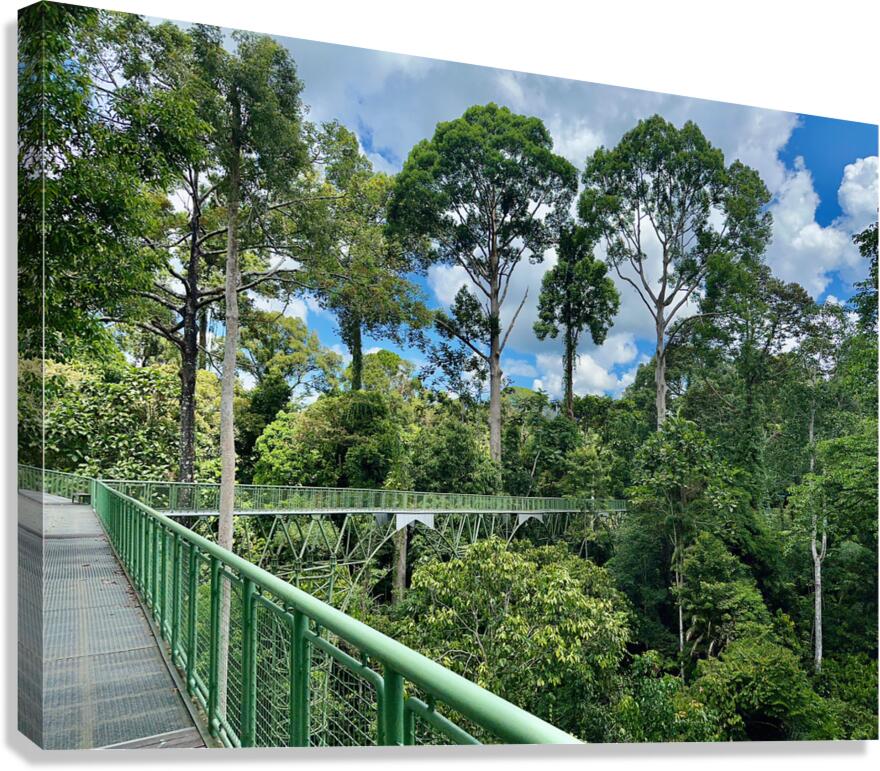 Kabili Sepilok Forest Reserve 2 Canvas Print