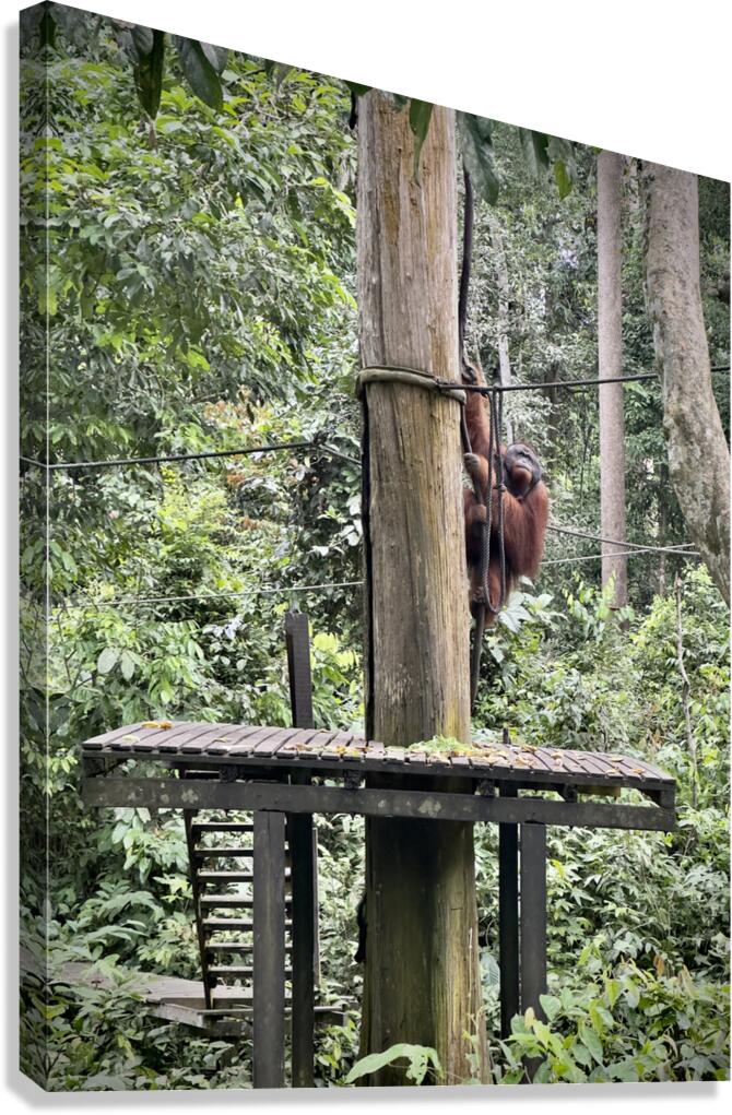 Kabili Sepilok Forest Reserve Orangutans 2 Canvas Print