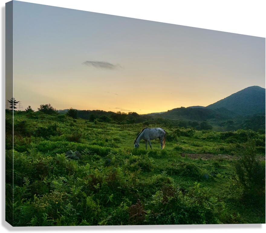 A Horse at Sunrise Jeju South Korea Canvas Print