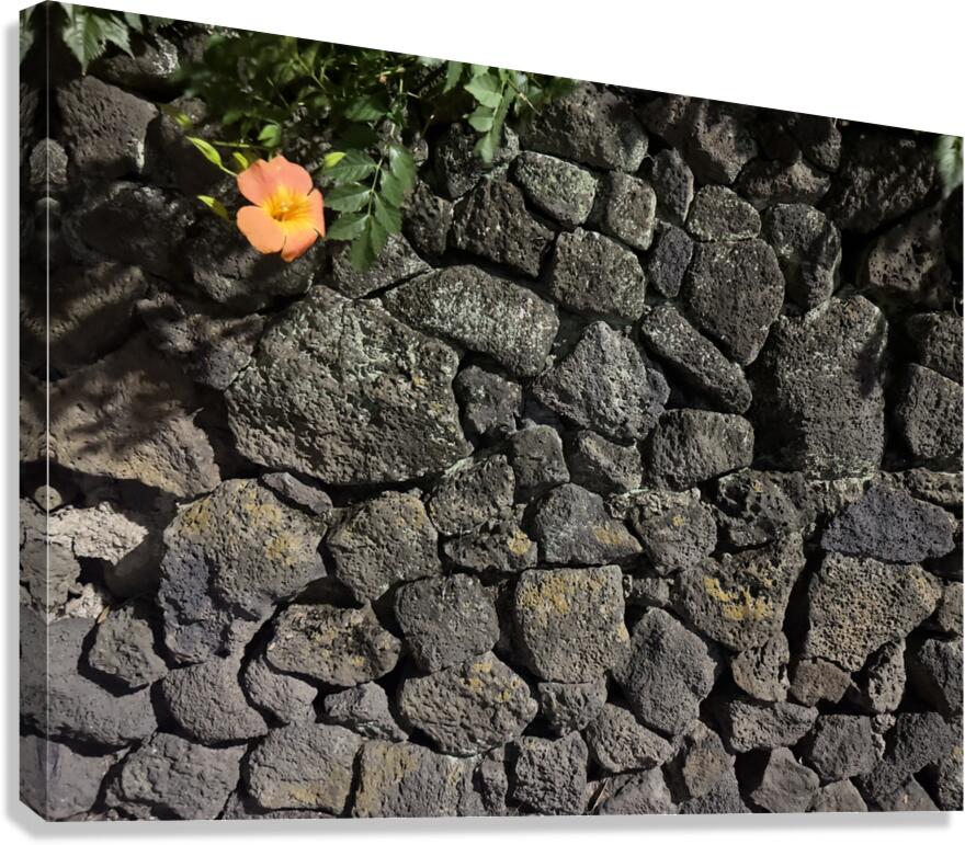 The Black Wall and the Orange Flower Jeju Korea Canvas Print