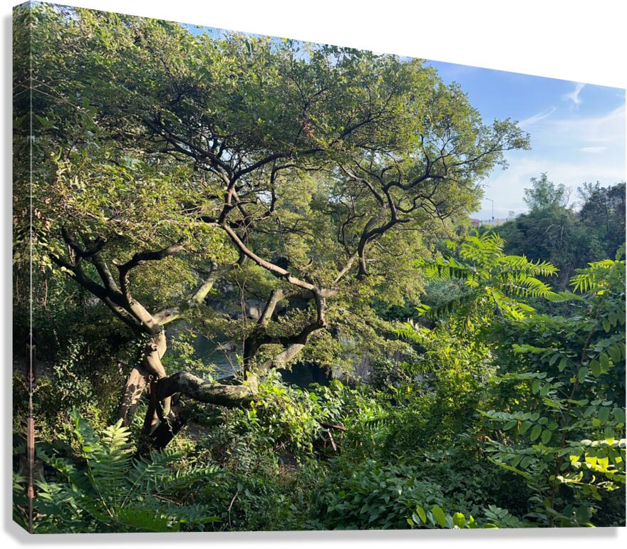 Around Jeju City South Korea 8 Canvas Print