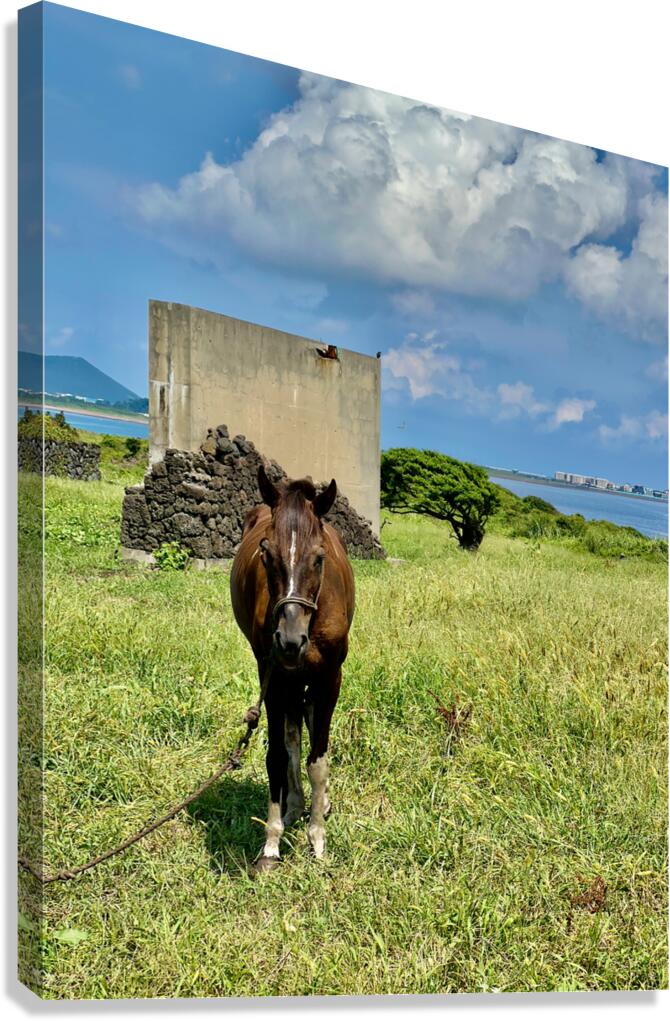 Seopjikoji Jeju South Korea 2 Canvas Print