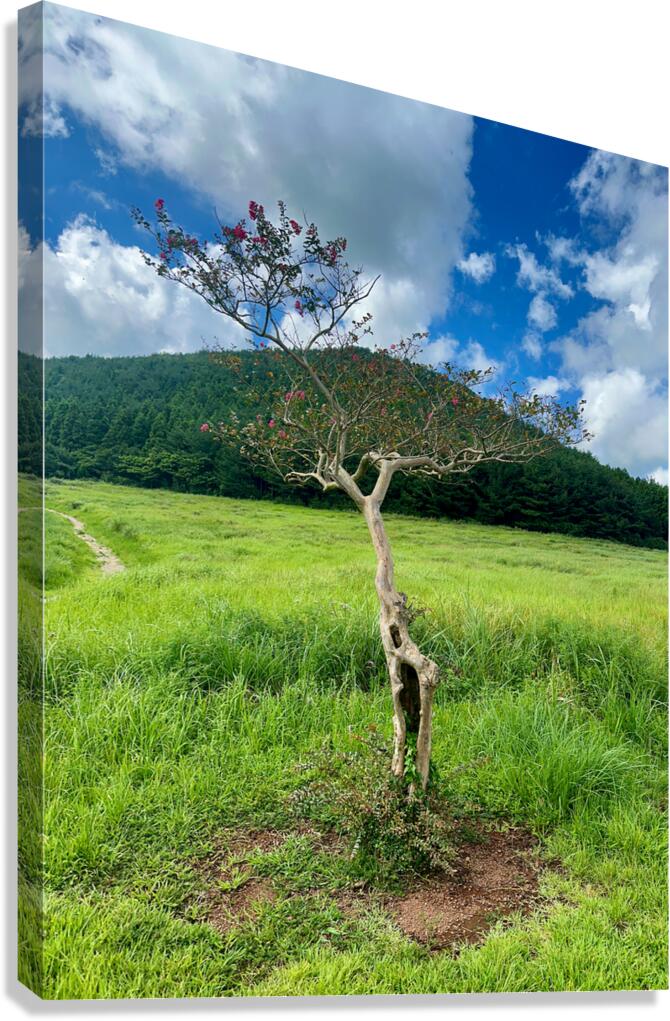 The Tree Jeju South Korea  Canvas Print