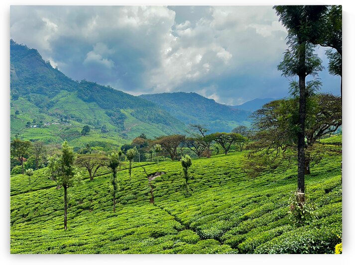 Tea Plantation Wonders by Jimmy Roy Photos