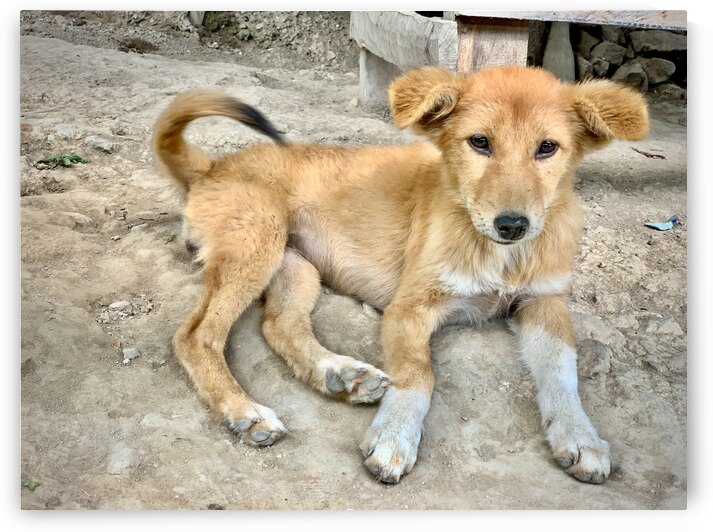 Cute Puppy by Jimmy Roy Photos