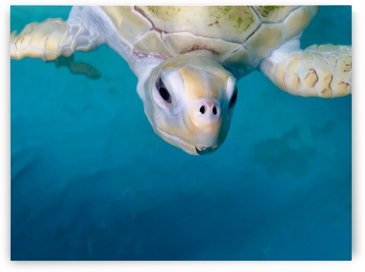 The White Turtle by Jimmy Roy Photos
