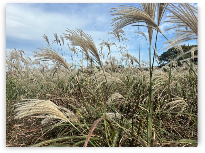 Stone Park Jeju South Korea 1 by Jimmy Roy Photos