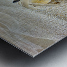 Crab on the Beach 2 Metal print