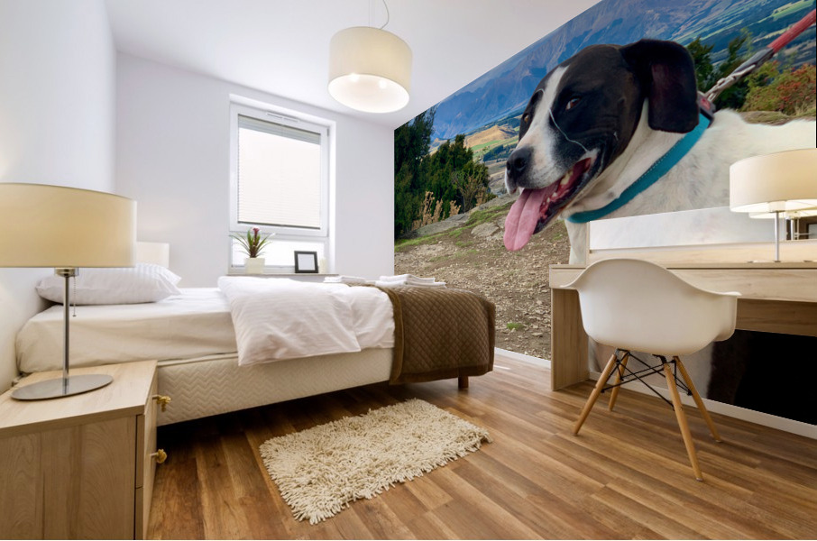 Dog on Mount Iron New Zealand Mural print