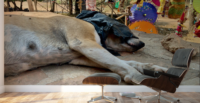 Doggie Afternoon Nap Wall Murals