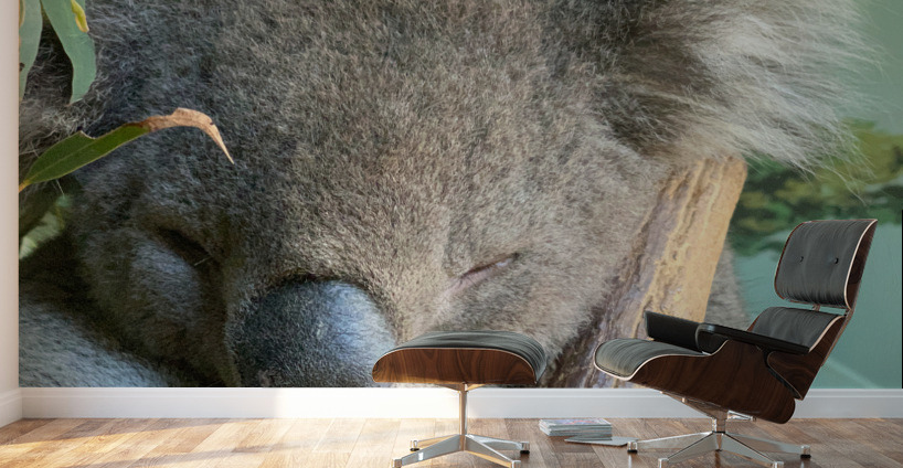 Sleep Well Koala Wall Murals