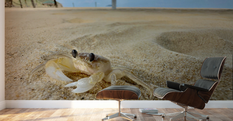 White Crab on the Beach Wall Murals