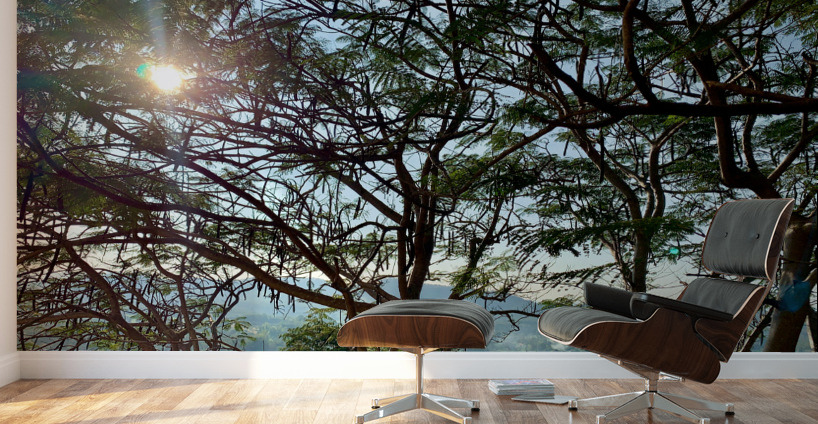 Sun Through the Tree Wall Murals