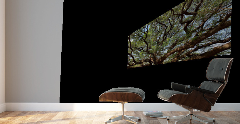 All the Branches Wall Murals