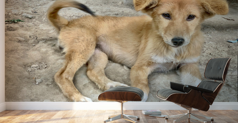 Cute Puppy Wall Murals