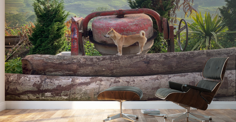 Dog Standing on Wood Wall Murals