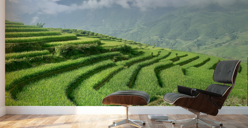 Rice Fields Going Down Wall Murals