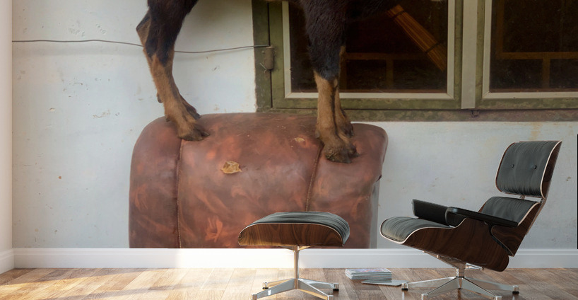 Goat on a Seat Wall Murals