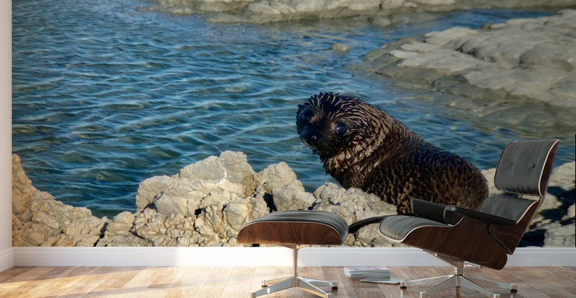 Seal Looking Back at You Wall Murals