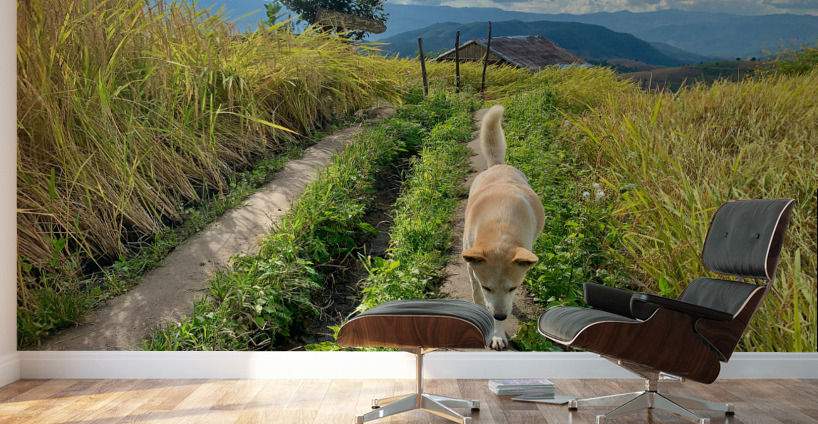 Vagabond Dog Wall Murals