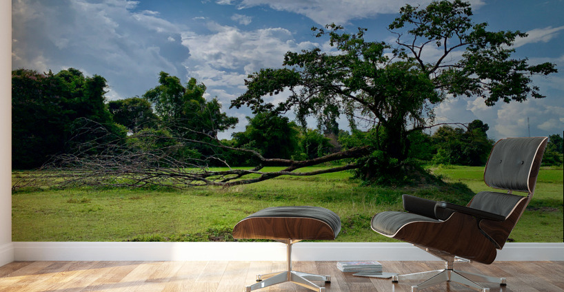 Life  and Death Wall Murals