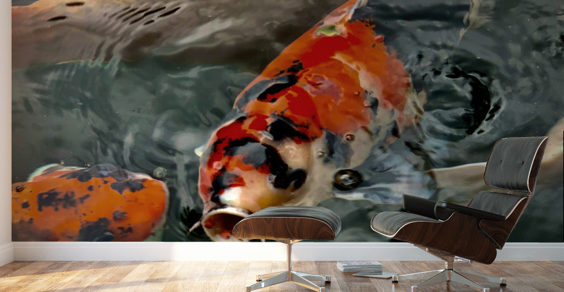 Plenty of Colorful Fish Wall Murals