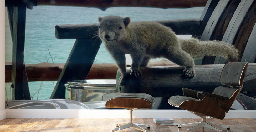 Squirrel Peaking in the House Wall Murals