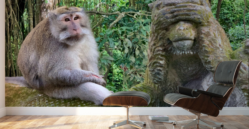 Are you for Real Monkey  Wall Murals