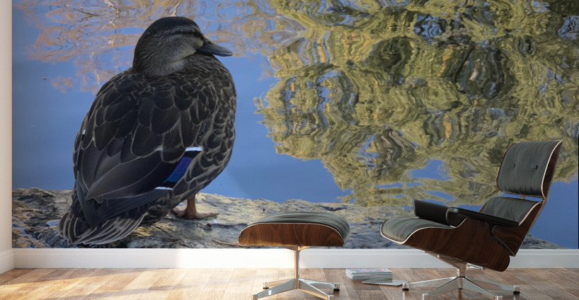 Duck like a Painting Wall Murals