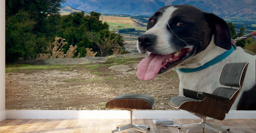 Dog on Mount Iron New Zealand Wall Murals